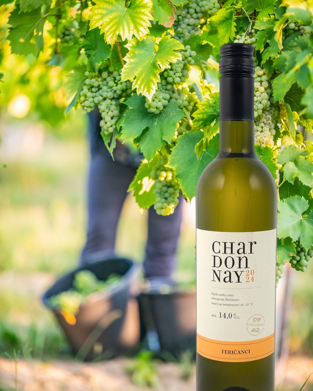 Enosophia Classic Chardonnay